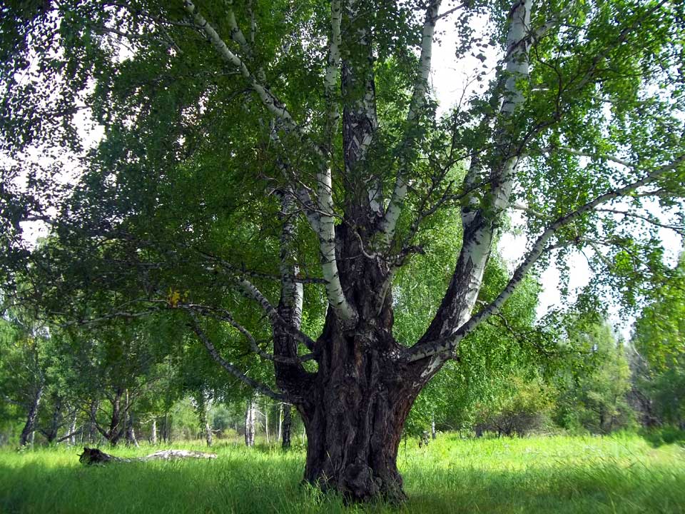 berezy-kosmodrom