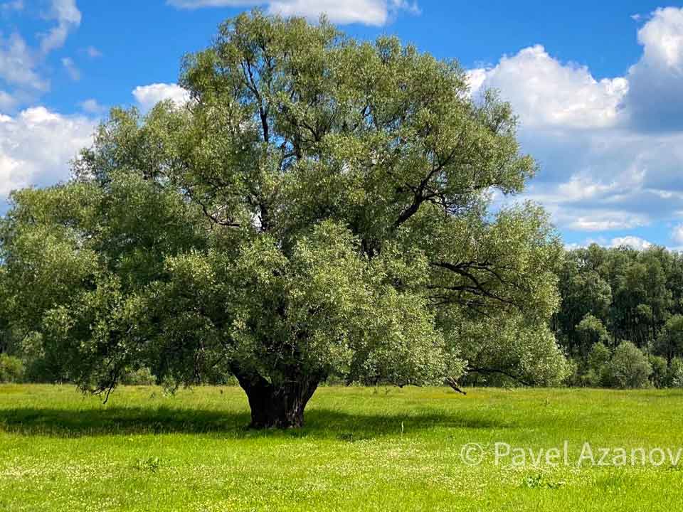 zhenskoe-derevo