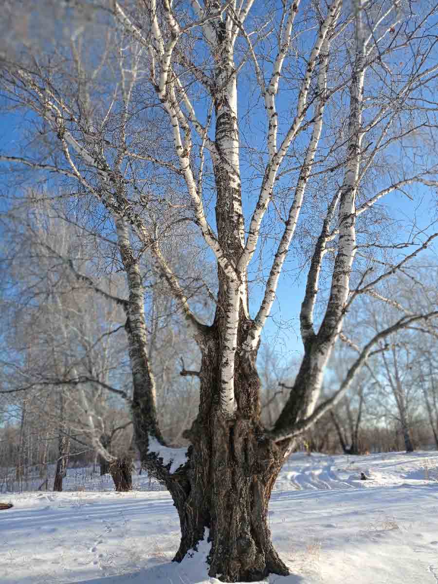 berezonka
